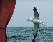 La danse de l'albatros...du vrai théâtre dans un vrai théâtre